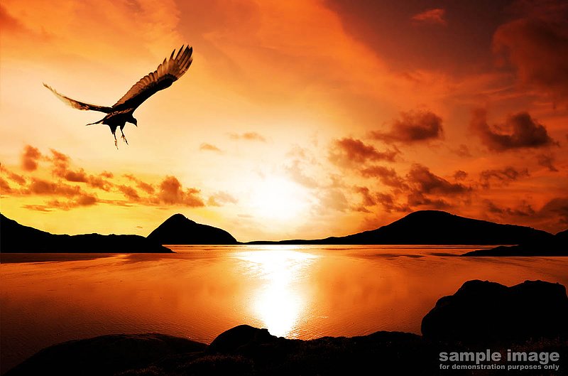 nature-bp-030.jpg :: bird soaring through sunset