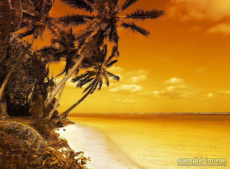 nature-bp-031.jpg :: tropical beach with palm trees