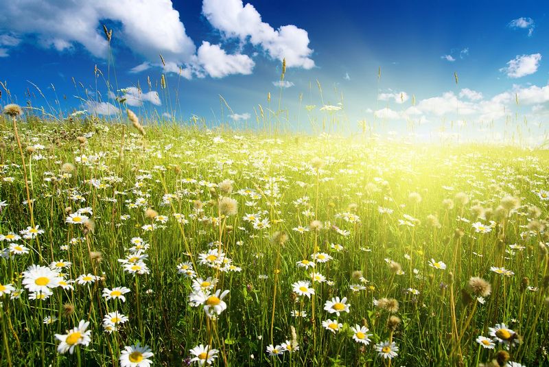 nature-bp-0081.jpg :: sunset over field of flowers
