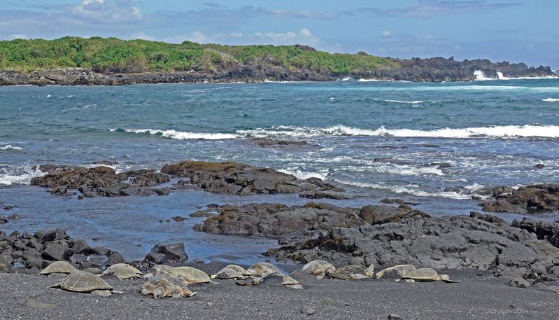 DSC06599_edited-4.jpg :: Punaluu Black Sand Beach.  1 of 2