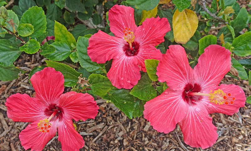 DSC06686_edited-4(1).jpg