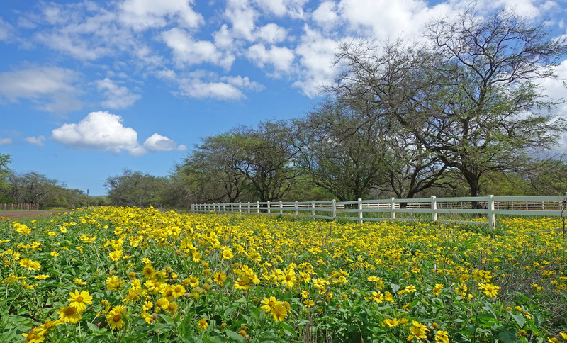 Molokai-033b.jpg