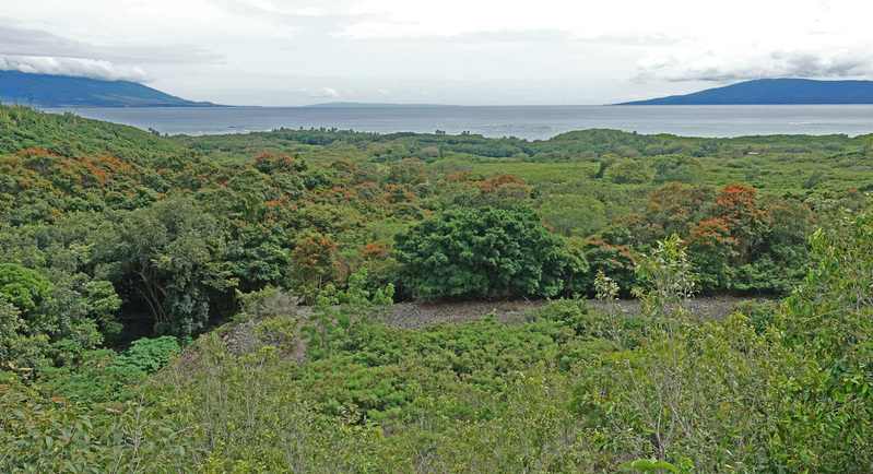 Molokai-034g.jpg