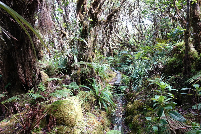 Molokai-050a.jpg