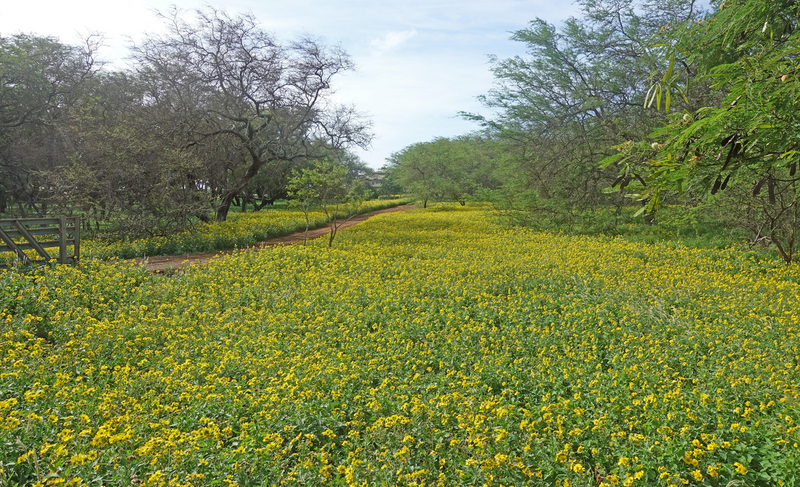 Molokai-085c.jpg