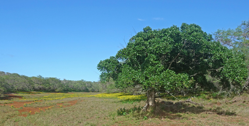 Molokai-094a.jpg