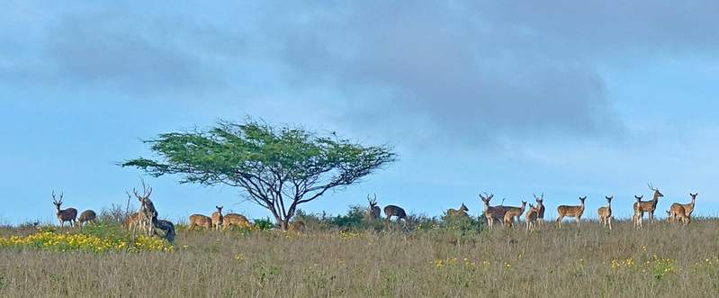 Molokai-100d.jpg
