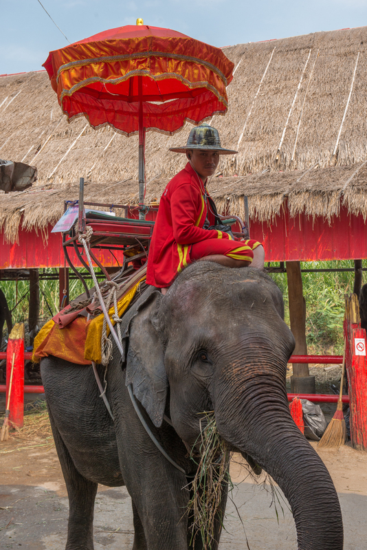 RL5_1673.jpg :: Elephant farm (on the road to Ayutthaya)