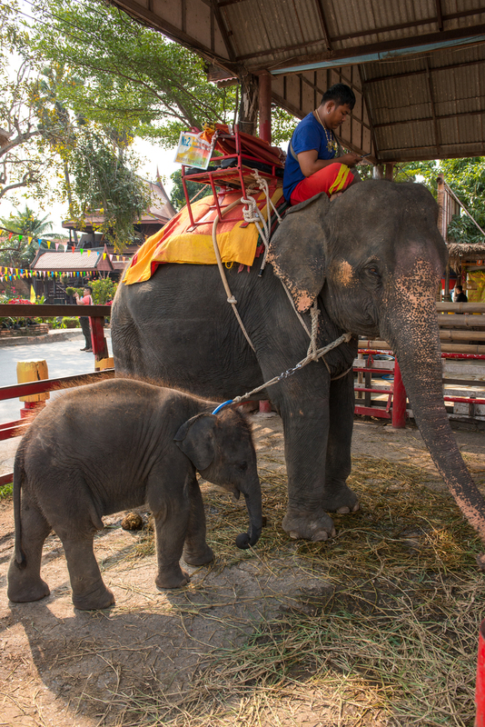 RL5_1717.jpg :: Elephant farm (on the road to Ayutthaya)