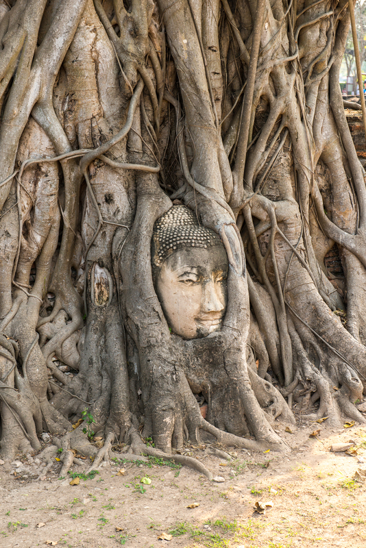 RL5_1754.jpg :: Ayutthaya; head of Buddha in a banyan tree (Wat Mahathat)