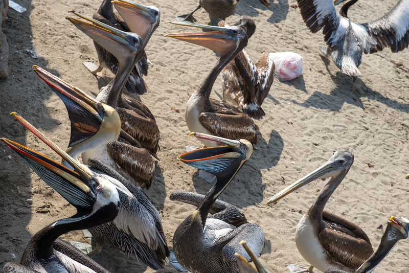 RL5_7695.jpg :: Pelicans at Chorrillos Fisherman's Wharf