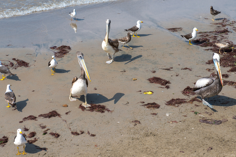 RL5_7701.jpg :: Pelicans at Chorrillos Fisherman's Wharf