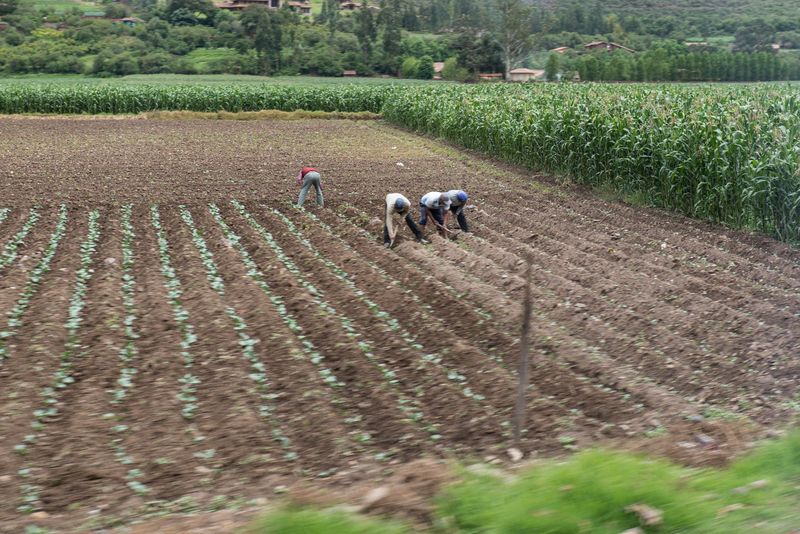 RL5_7948.jpg :: Working a field, Sacred Valley