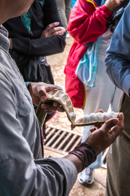 RL5_7966.jpg :: White cacao beans, Calca Market
