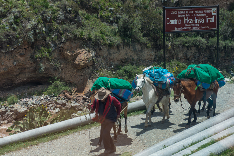 RL5_8084.jpg :: Trekker and pack animals at the beginning of the Inca trail