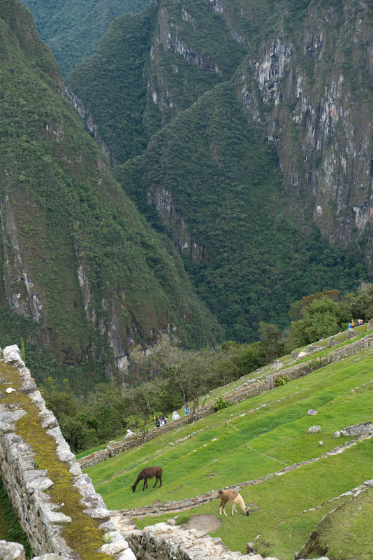 RL5_8216.jpg :: Machu Picchu