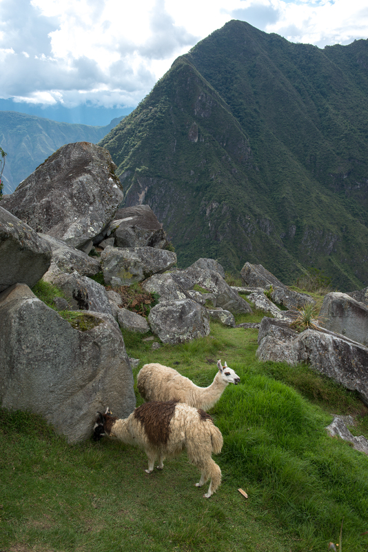 RL5_8225.jpg :: Llamas, Machu Picchu