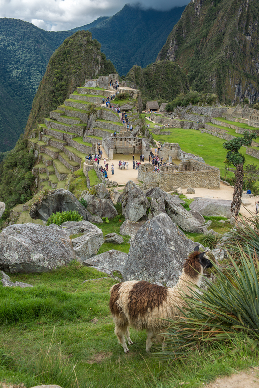 RL5_8232.jpg :: Llama, Machu Picchu