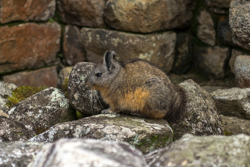 RL5_8270.jpg :: The Northern Viscacha, Machu Picchu