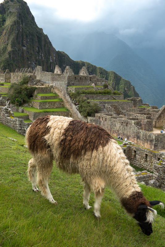 RL5_8300.jpg :: Llama, Machu Picchu