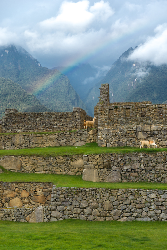 RL5_8345.jpg :: Llamas and rainbow, Machu Picchu