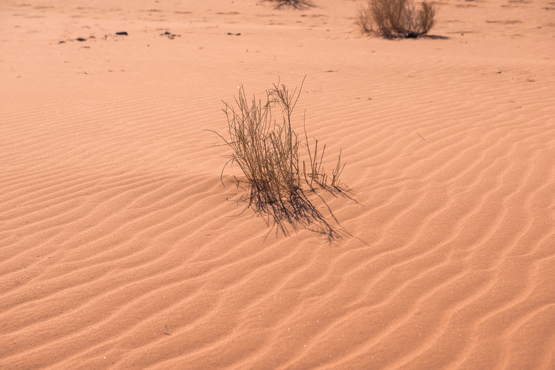 RL6_9684.jpg :: Wadi rum desert, Jordan