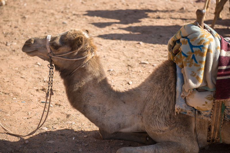 RL6_9713.jpg :: Bedouin camp provides camels for desert travel, Wadi Rum, Jordan