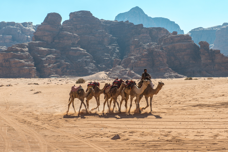 RL6_9715.jpg :: Bedouin leading camels in the Wadi Rum desert, Jordan