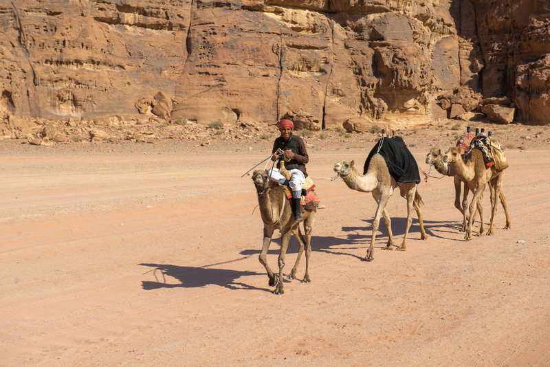 RL6_9727.jpg :: Bedouin leads camels through the Wadi Rum Desert, Jordan