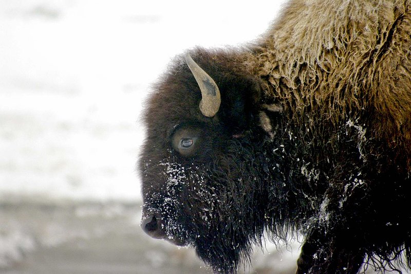 1060.jpg :: Yellowstone National Park

