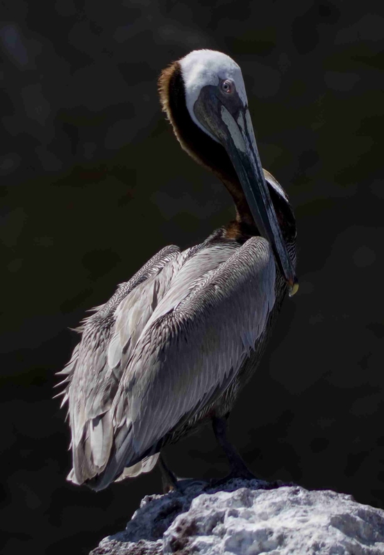 2919.jpg