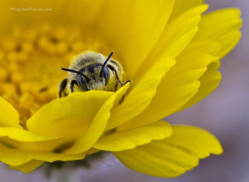Bee and Flower.jpg :: Bee and Flower