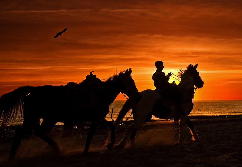 Boy and Horses beach sunset.jpg