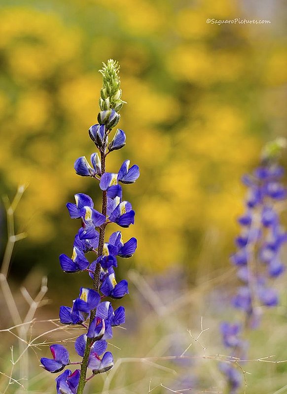 Canyon Lake WildFlowers.jpg :: Canyon Lake WildFlowers