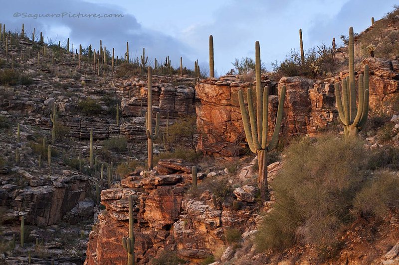 Catalina Foothills.jpg