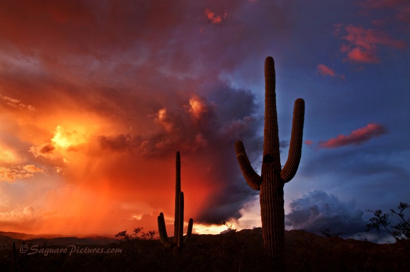 Day Ends Night Begins.jpg :: Some crazy storms were at work tonight.  Not much lightning but great for a beautiful sunset.  This shot was taken August 5th, 2010 from Saguaro National Park on the east side of Tucson on the Douglas Spring Trail.