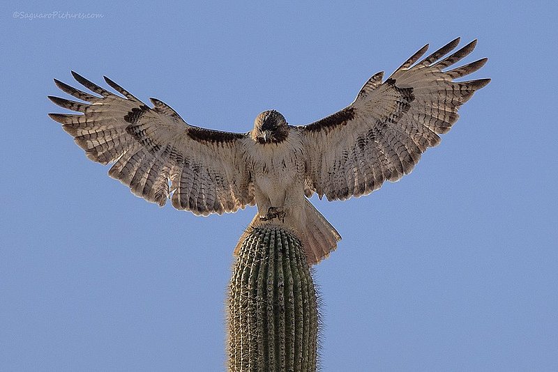 Delicate Landing.jpg :: Delicate Landing