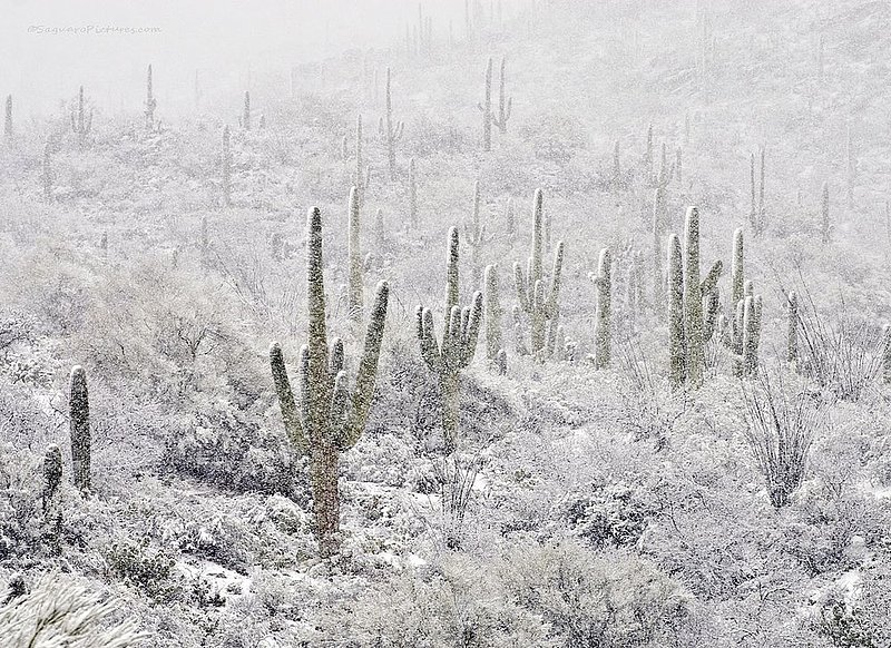 Desert Blizzard.jpg :: Desert Blizzard