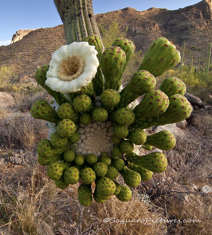 Desert Bouquet.jpg