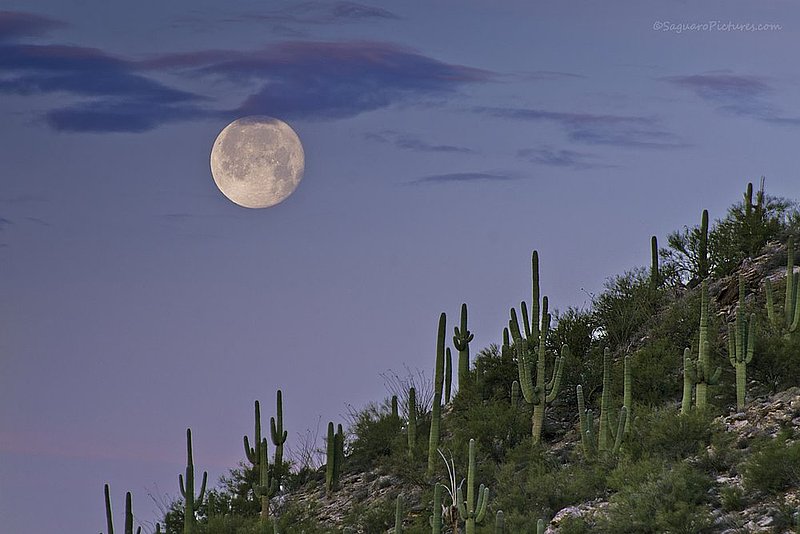 Desert Moon.jpg :: Desert Moon