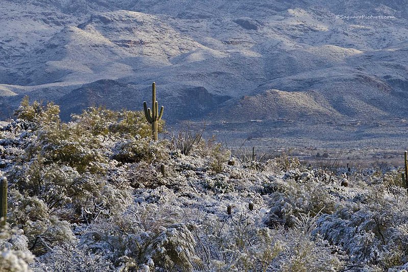 Desert Snowstorm.jpg :: Desert Snowstorm