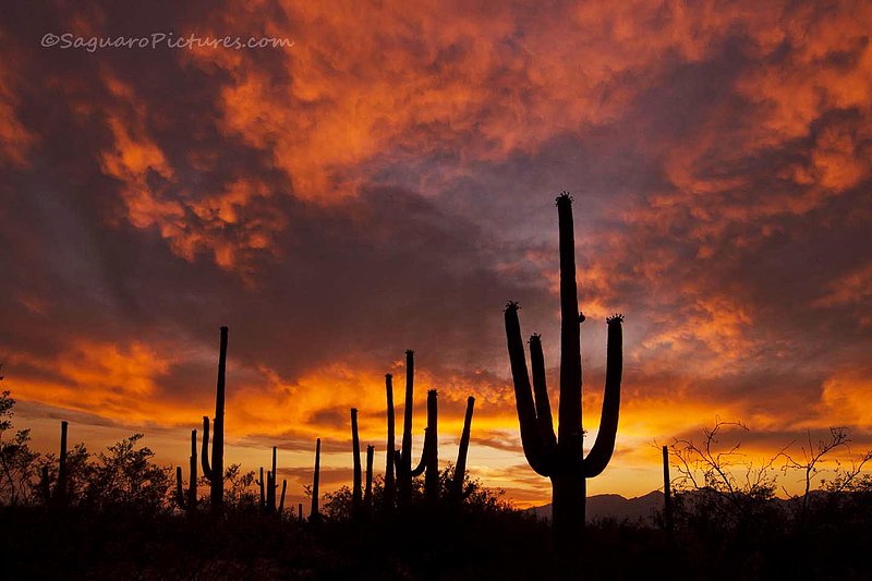 Douglas Spring Trail.jpg