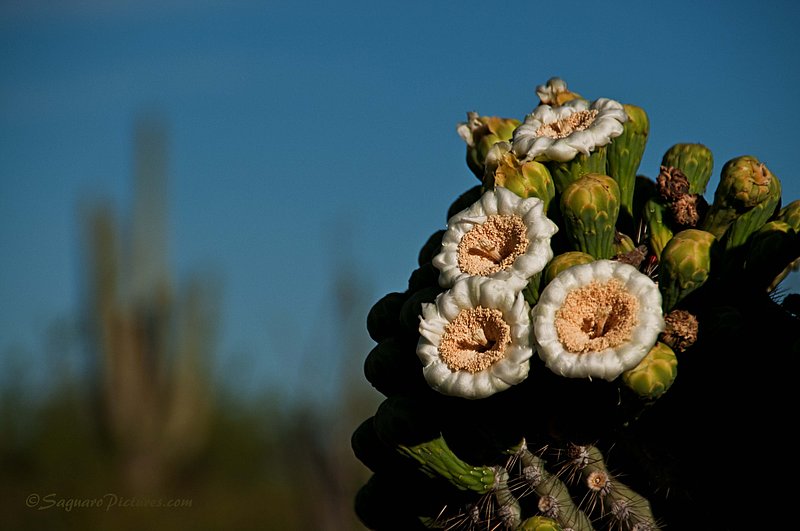 Early Bloomers.jpg :: The flowers on the saguaros are just beginning to bloom.  This was taken 5-5-2010 in Tucson, Arizona.