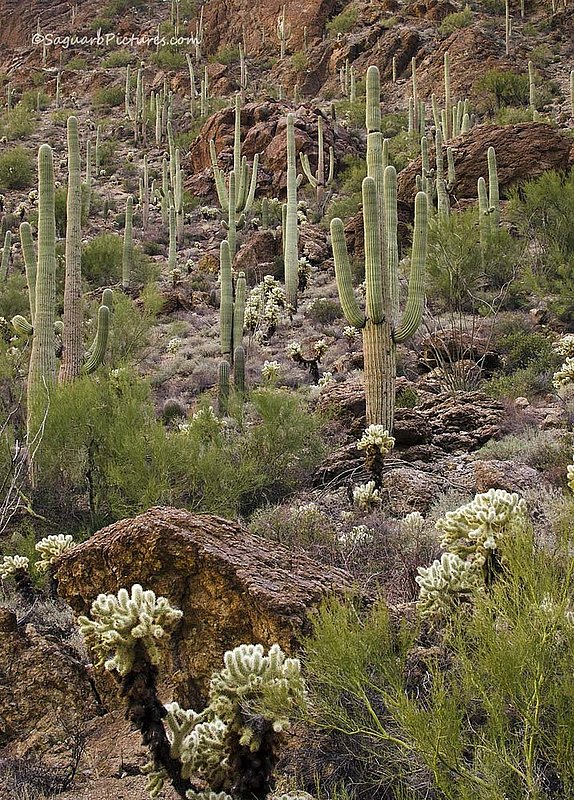 Gates Pass Saguaro.jpg :: Gates Pass Saguaro