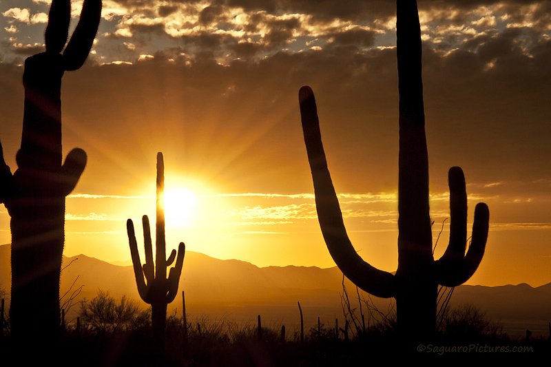 Golden Sunburst.jpg :: Golden Sunburst