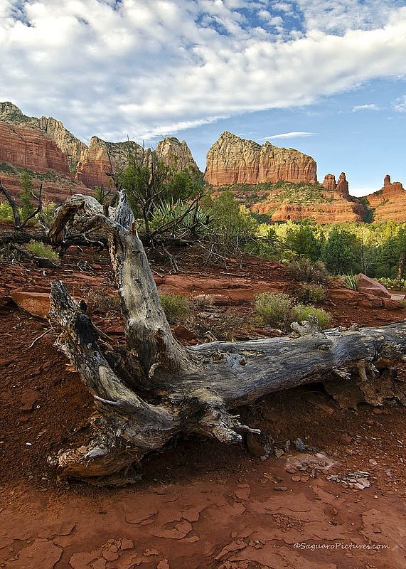 Jacobs Trail.jpg :: Jacobs Trail