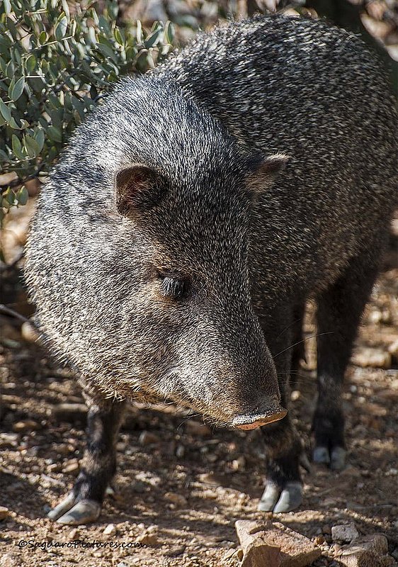Javelina.jpg :: Javelina