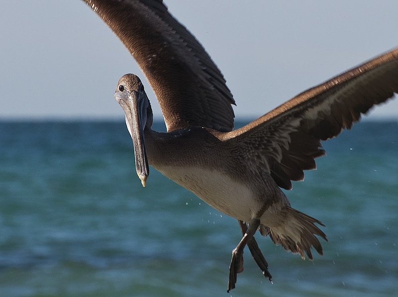 Mid-Flight Stare Down.jpg :: Mid-Flight Stare Down