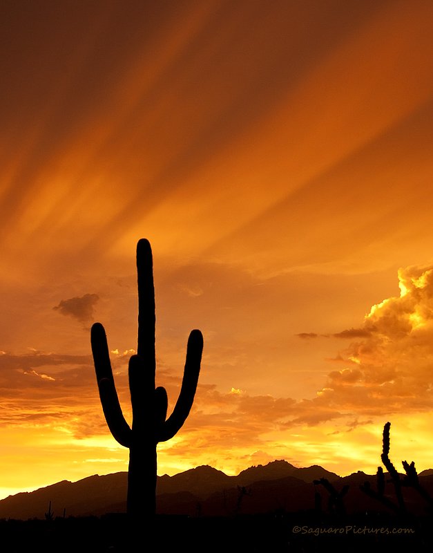 Orange Rays.jpg :: Orange Rays