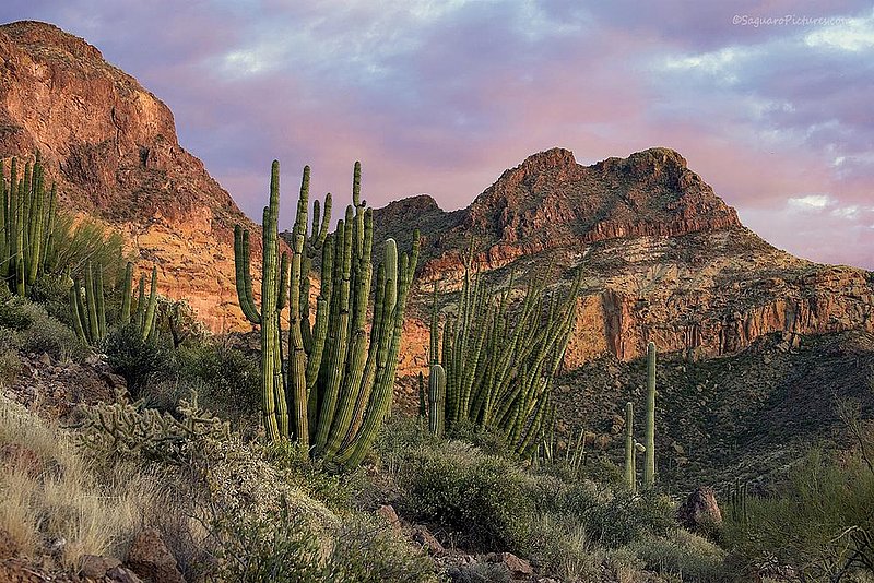 Organ Pipe National Forest.jpg :: Organ Pipe National Forest